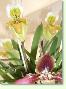 Paphiopedilum exul
