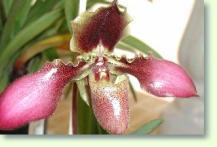 Zum vergrößern klicken Paphiopedilum hirsutissimum