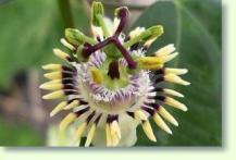 Passionsblumen Passiflora punctata