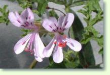 Geranien Pelargonium quercifolium
