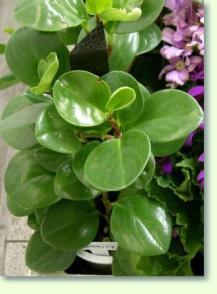 Zwergpfeffer Peperomia sp.