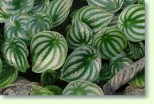 Zwergpfeffer Peperomia sandersii
