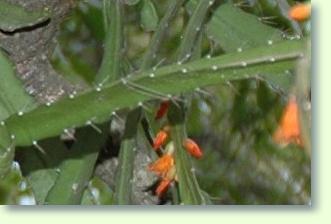 Pfeiffera monacanthum