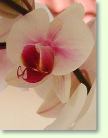 Phalaenopsis