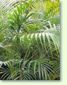 Phoenix canariensis - Kanarische Dattelpalme