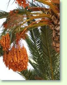 Phoenix dactylifera - Echte Dattelpalme