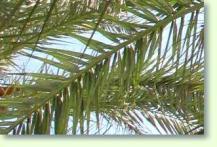 Dattelpalme Phoenix