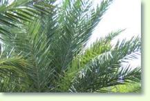 Phoenix sylvestris