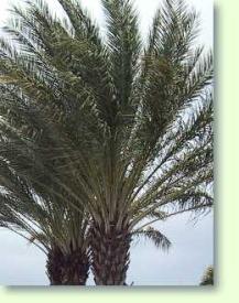 Phoenix sylvestris