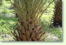 Phoenix sylvestris