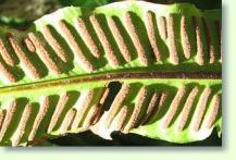 Phyllitis scolopendrium Sporen