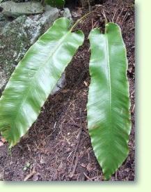 Phyllitis scolopendrium