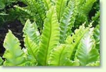 Phyllitis scolopendrium