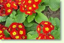 Primula