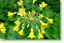 Primula florindae