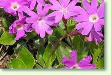 Primula