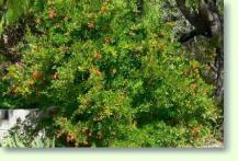 Granatbaum Punica Granatum Nana