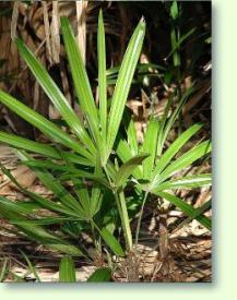 Rhapis excelsa