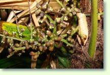 Rhapis excelsa