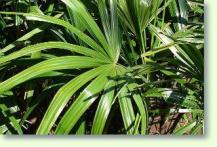 Rhapis excelsa