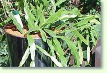 (Rhipsalidopsis) Rhipsalis rosea
