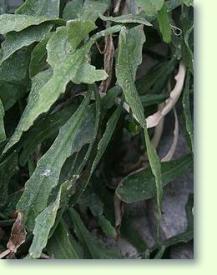(Rhipsalidopsis) Rhipsalis goebeliana