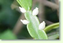 (Rhipsalidopsis) Rhipsalis rosea