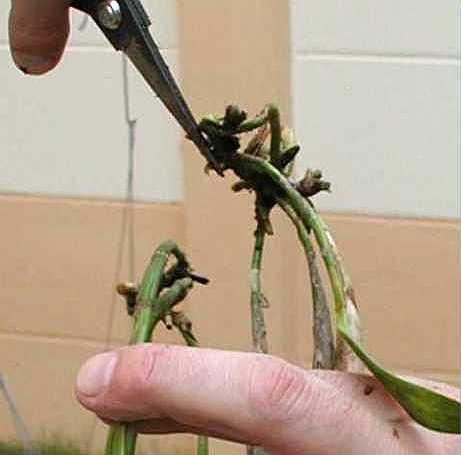 Teilen des Rhizoms einer Orchidee
