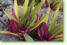 Rhoeo spathacea