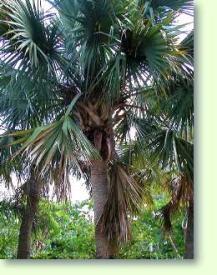 Sabalpalme
