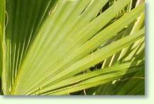 Zum vergrößern klicken Sabal mexicana - Mexikanische Sabalpalme