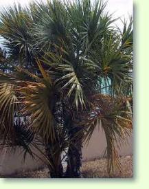 Sabal minor - Zwergpalmetto