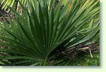Zum vergrößern klicken Sabal minor - Zwergpalmetto , Blattansicht