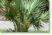 Zum vergrößern klicken Sabal minor louisiana