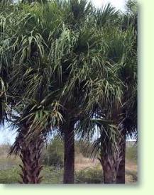 Sabal minor louisiana