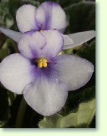 Saintpaulia ionantha Hybride
