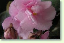 Saintpaulia hybrid