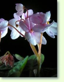 Saintpaulia hybrid