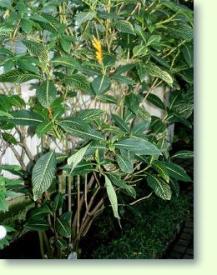 Sanchezia