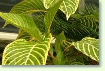 Sanchezia speciosa