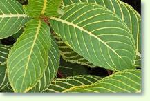 Sanchezia speciosa