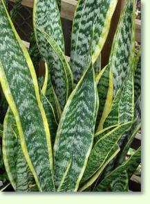Sansevieria trifasciata