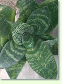Sansevieria