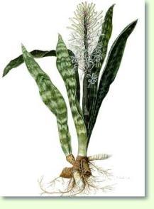 Sansevieria hyacinthoides