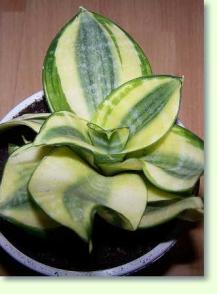 Sansevieria trifasciata