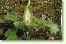 Eidechsenwurz Sauromatum