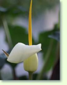 Eidechsenwurz Arum-creticum