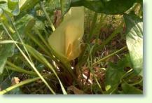 Eidechsenwurz Arum italicum