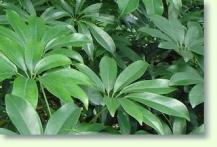 Schefflera arboricola
