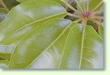 Schefflera actinophylla
